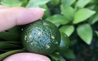 柑橘炭疽病怎么防治，定期噴施苯甲嘧菌酯等藥物