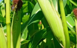 露新23玉米品種的特性，該品種屬中熟雜交玉米