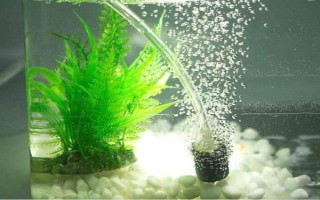 鸚鵡魚一直待在角落的原因，水溫水質(zhì)不佳、水中氧氣不足等因素均會導(dǎo)致