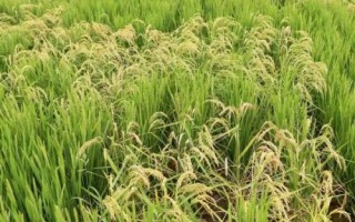 農(nóng)稻618水稻種子介紹，及時(shí)防治病蟲草害