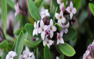 瑞香花和結(jié)香花的區(qū)別，枝干、葉片和花朵均不同
