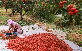 怎么看山楂熟沒熟，可通過看表皮、憑手感等來分辨