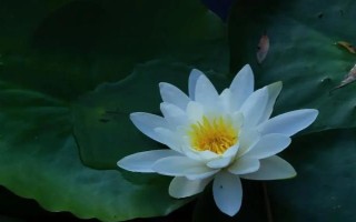 睡蓮和荷花的區(qū)別是什么，葉子、花朵和屬性均不同