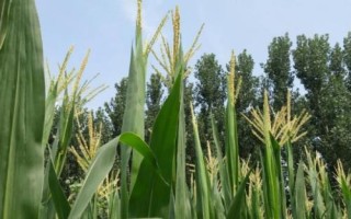 茭玉1716玉米種簡介，密度4500株/畝左右