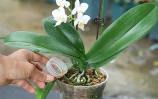 蝴蝶蘭謝了如何修剪花梗，沿著花梗下方4厘米處修剪掉即可