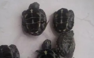 草龜用什么水養(yǎng)，大多數(shù)的淡水都可以養(yǎng)殖