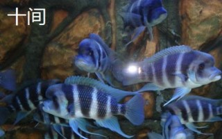 三湖慈鯛能與什么魚混養(yǎng)，可與三湖的雜鯛混養(yǎng)