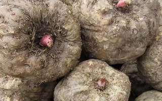 魔芋的用處，可醫(yī)用也可食用