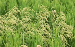 荃優(yōu)712水稻種子簡(jiǎn)介，全生育期132.7天
