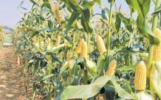 什么品種的玉米種子好，常見的有偉科702、華農(nóng)866等