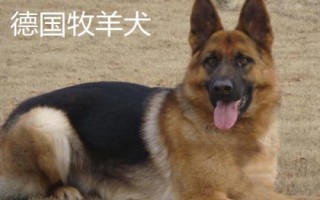 農(nóng)村適合養(yǎng)什么狗，根據(jù)需求和實(shí)用性來選擇