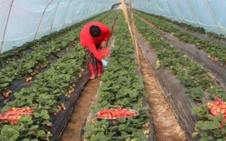 草莓種子如何種植，開花與漿果生長初期要分別灌水1次