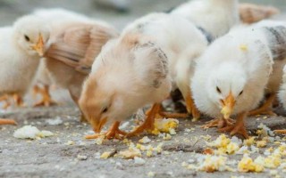 小雞可以吃的食物有哪些，可飼喂煮熟的大米或小米