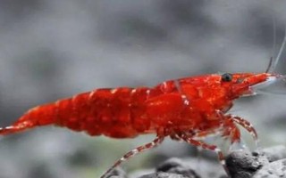 極火蝦能長多大，與它自身生長能力和外部環(huán)境有關(guān)