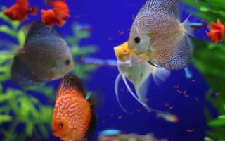 飼養(yǎng)七彩神仙魚用什么燈，室內(nèi)光線較暗時(shí)適合用LED燈
