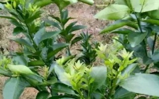 怎么加快柑橘秋梢的老熟速度，疏除病果可減輕樹體負(fù)擔(dān)