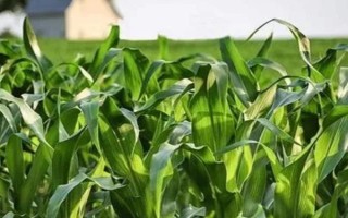 吉農(nóng)玉309玉米種子特點(diǎn)，5月下旬至6月中旬播種