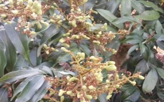 如何促進龍眼花芽分化，可在冬季增施鉀肥