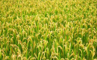 藝稻0618水稻種子介紹，旱育秧播種量每畝30kg