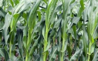 鄂甜玉5號玉米種子簡介，露地直播4月初播種