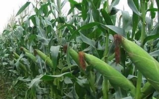 932HA玉米種簡介，密度4000－4500株/畝