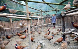 養(yǎng)野雞所需手續(xù)，取得《野生動物馴養(yǎng)繁殖許可證》、《野生動物經(jīng)營許可證》才能銷售和運輸
