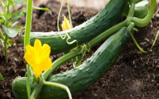 2月份適合種植的蔬菜，常見的有黃瓜、胡蘿卜、菠菜等