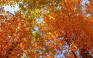 怎么區(qū)分公秋和母秋，公秋是指農(nóng)歷6月份入秋、母秋是指農(nóng)歷7月份入秋