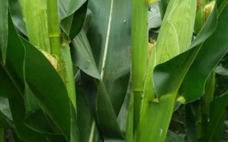 潤民309玉米品種的特性，中等肥力以上地塊栽培