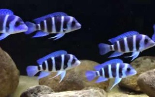 短鼻六間魚好不好養(yǎng)，比較好養(yǎng)但會(huì)欺負(fù)小型魚類