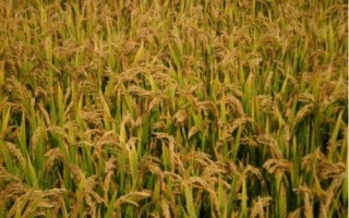 乾兩優(yōu)馥香占水稻種子特點(diǎn)，中稻4月中旬至5月中旬播種