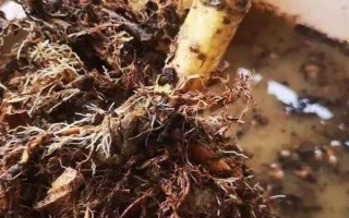 梔子花葉子發(fā)黃怎么處理，土壤的pH值調(diào)節(jié)在4-6.5之間