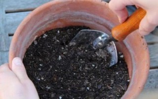 紅豆杉盆景種植技術(shù)，是第四紀(jì)冰川時期孑遺植物