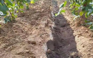種植山楂怎么施肥，花期主施氮肥