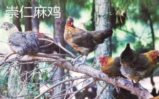 麻雞的品種有哪些，根據(jù)市場需求選擇飼養(yǎng)品種