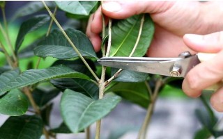 怎么修剪桂花樹才能讓它矮化，在幼樹時(shí)期打頂可以控制株高