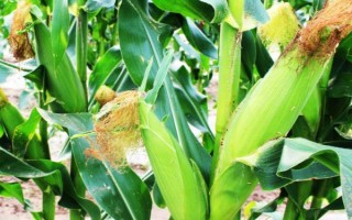臨單15號玉米種子特征特性，生育期與對照相仿