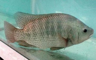 羅非魚簡介，生長快產(chǎn)量高