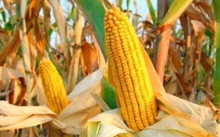 鑫豐盛9898玉米種子特點(diǎn)，適宜播期4月中下旬