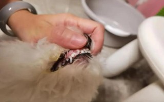 狗狗抑郁癥的常見表現(xiàn)，常表現(xiàn)為食欲下降、精神不振等