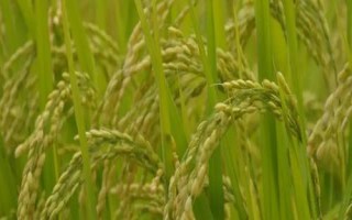 神農(nóng)39水稻種子特征特性，在6月20日左右播種