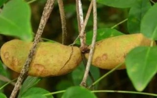 什么是木通，屬于毛茛目、木通科木質(zhì)藤本植物的統(tǒng)稱