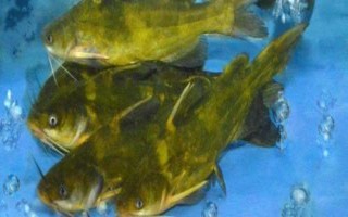 黃骨魚是什么魚，是底棲性魚類