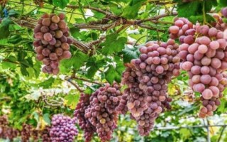 7月份葡萄怎么管理，要及時(shí)施肥并加強(qiáng)水分管理