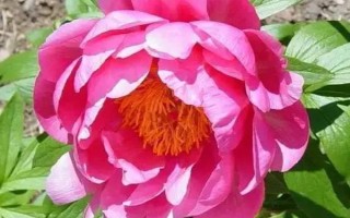 芍藥和牡丹的區(qū)別，植株高度和花期均不同