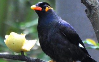 八哥鳥的飼養(yǎng)方法，選擇易馴的頭窩幼鳥為佳