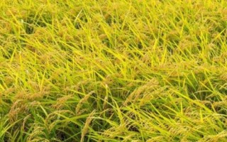 楚稻10號(hào)水稻種子介紹，全生育期179.4天