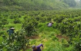 給柚子施肥要注意什么，需根據(jù)樹齡調(diào)整肥料比例