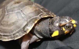 黃頭側(cè)頸龜吃小魚嗎，會吃一些死了的小魚