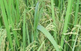 炫兩優(yōu)3006水稻種簡介，一般4月下旬至5月中旬播種